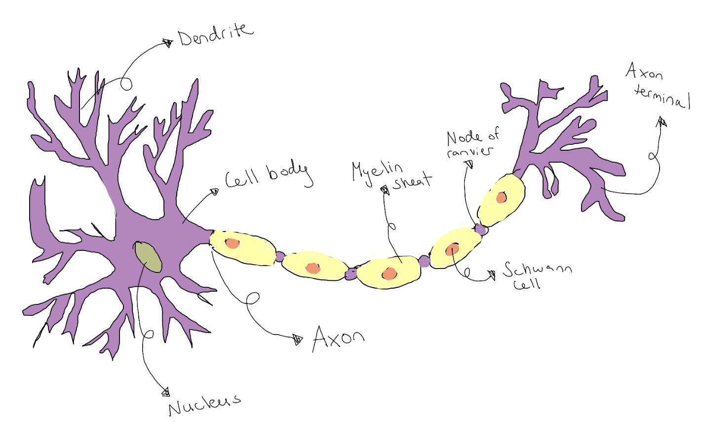 Neural pathways becoming faster through repeated practice